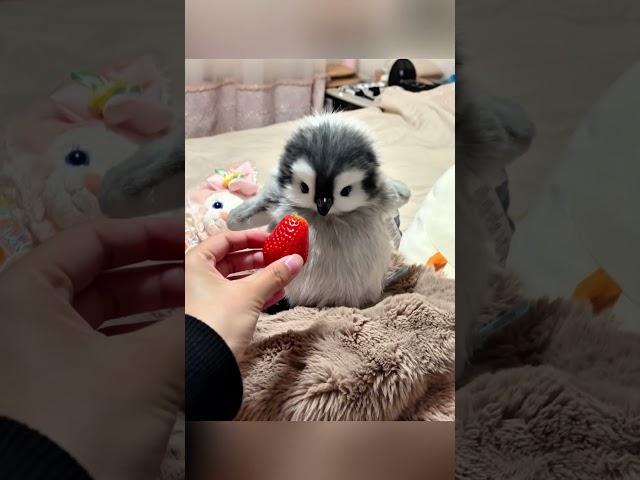 please, let me hug and kiss you #cute #adorable #pet #penguin #babyanimals #fluffy #cuteanimal