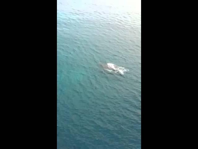 Humpback Whales around Helicopter during SAR Training flight