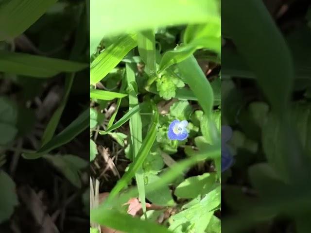 オオイヌノフグリ
