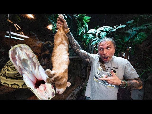 FEEDING ALL MY ANIMALS AT MY REPTILE ZOO IN ONE VIDEO!! | BRIAN BARCZYK