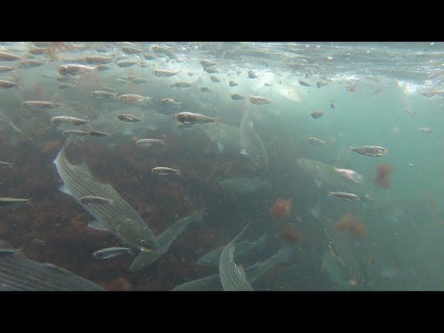 Incredible Underwater Fishing Footage - Striped Bass Feeding Frenzy