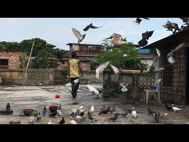 Cloudy weather with Rainbow and my loving Pigeons..