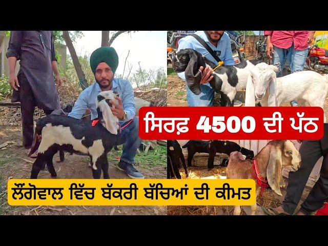 ਸਿਰਫ਼ 4500 ਦੀ ਪੱਠ। goat kids price | longowal bakra mandi #goat  #goats #farming। @iltilanadhuri