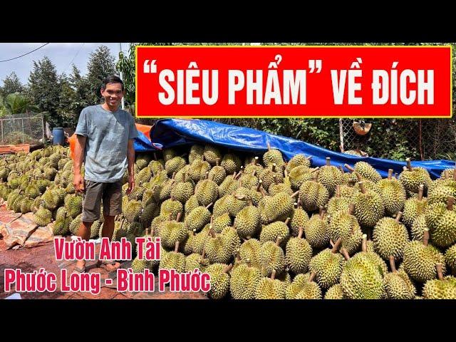 VƯỜN SẦU RIÊNG SIÊU PHẨM PHƯỚC LONG VỀ ĐÍCH   VƯỜN ANH TÀI