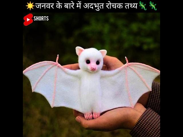 जनवर के बारे में अदभुत तथ्य Animals facts Amazing Mind Blowing #shorts