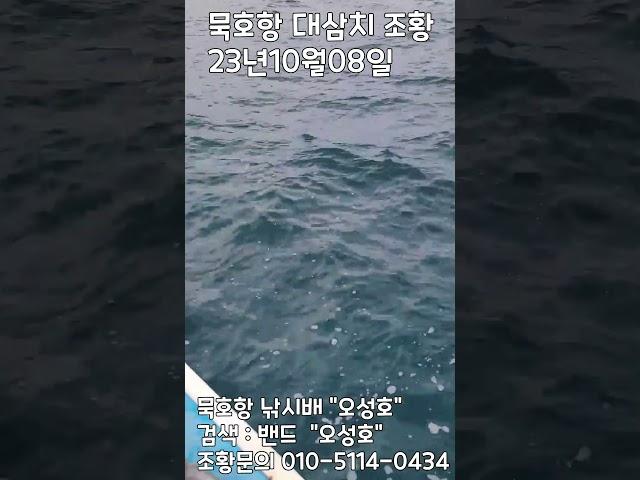 23년10월8일 묵호항 대삼치&알방어 조황