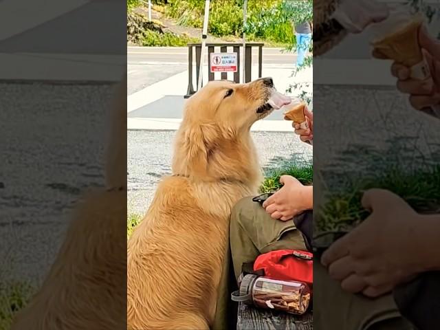 일본 여행 아이스크림 먹는 골든 리트리버 #japantravel #goldenretriever #ゴールデンレトリバー  #cutedog #travel #goldenretriever