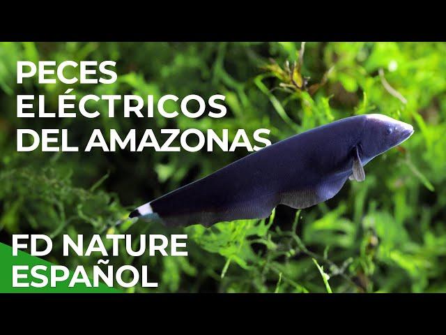 Peces eléctricos del Amazonas | Free Documentary Nature - Español