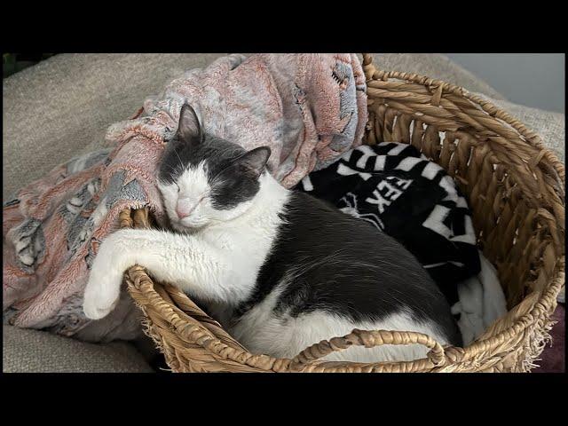 LIVE ASMR for people & cats 