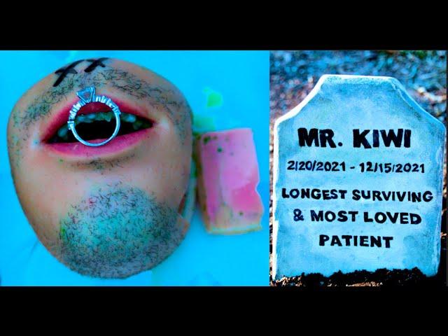 Mr Kiwi's Full Death & Funeral Scene 🪦 #FruitSurgery #DiscountDentist