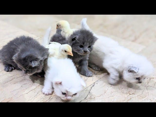 Chicks watched in amazement as the kitten hugged the chick tightly to sleep. cute and funny animal