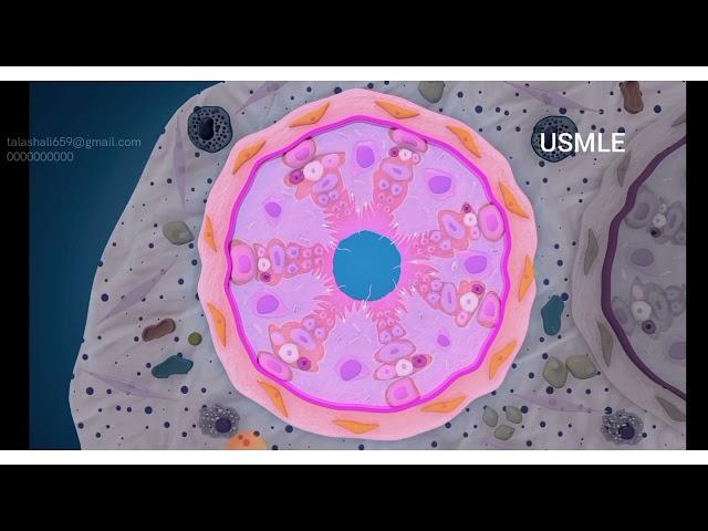 Histology of testes