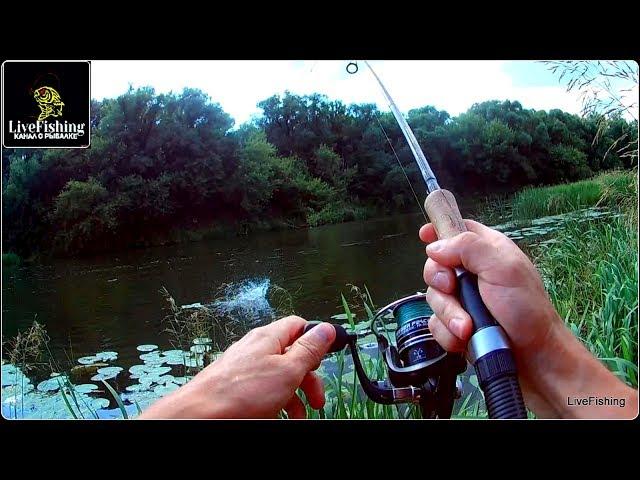 На реке со спиннингом. Июль. Река Красивая Меча. (LiveFishing).
