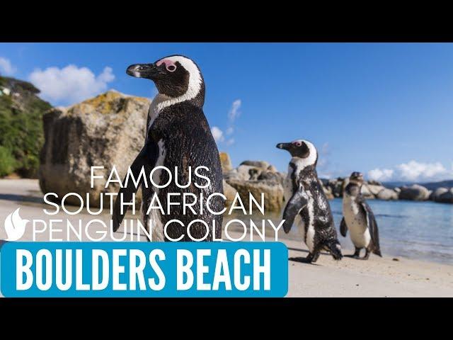 WORLD FAMOUS AFRICAN PENGUINS | Boulders Beach | Simon's Town, Cape Town, South Africa