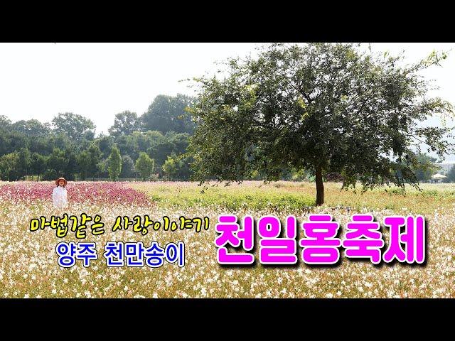 2024 양주 나리농원 천일홍축제  9월1일 상황/#양주나리농원천일홍축제