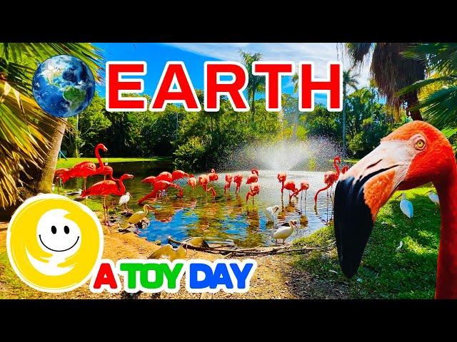 Flamingos for babies |  Educational video for kids about pink flamingos  | Earth and flamingos