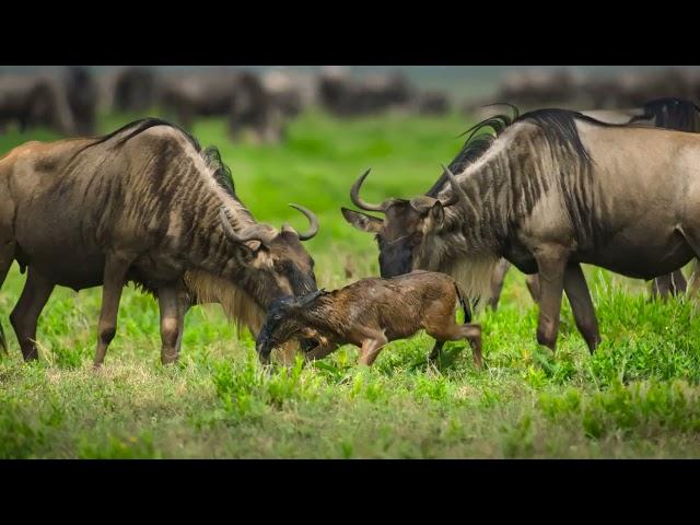 Серенгети / Serengeti | 4K |