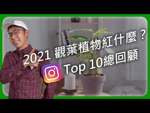 2021觀葉最熱度總回顧！你喜歡的觀葉植物也上榜了嗎？