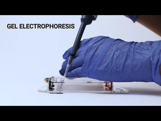 Gel Electrophoresis | Formation of Agarose Gel | Electives | Biochemistry Department