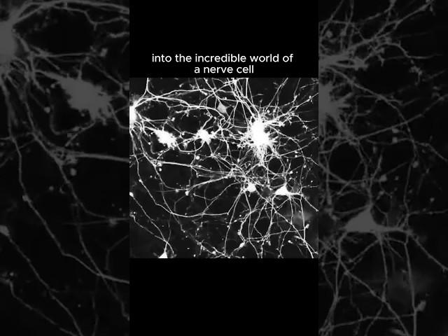 The Incredible Journey of Nerve Cells: How They Connect! #science  #biology   #sciencefacts