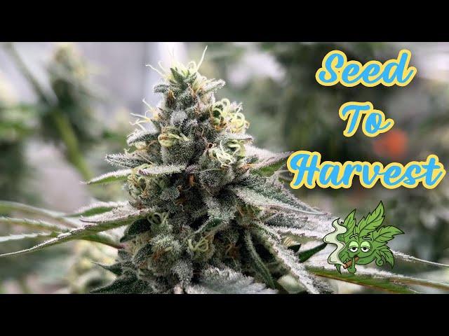 Seed to Harvest Documentary ︱How I Grew My Own Cannabis Strain “ Cinco De Mayo “