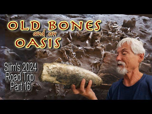 Old Bones and an Oasis: Discovering Clovis Culture