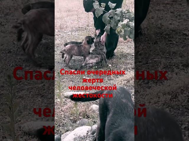 Спасли очередных ЖЕРТВ человеческой жестокости