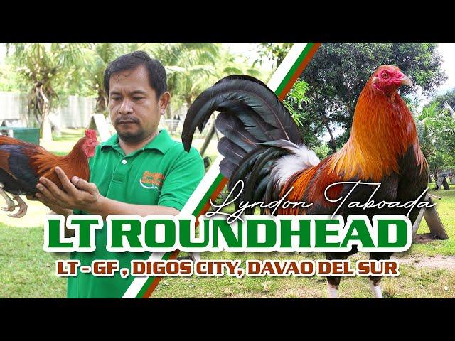 FARM VISIT: RAY ALEXANDER ROUNDHEAD - Mr. Lyndon Taboada of LT Farm