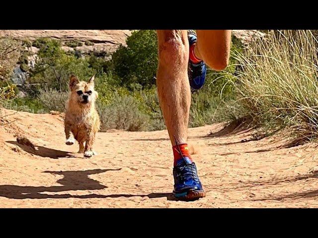 Stray dog runs 80 miles with man, gets adopted