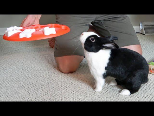 Is a RABBIT as smart as a DOG?