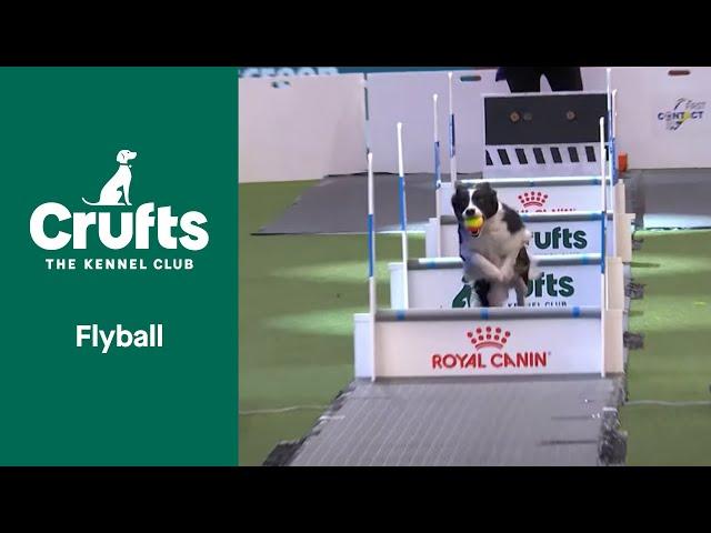 Flyball Team Final | Crufts 2022