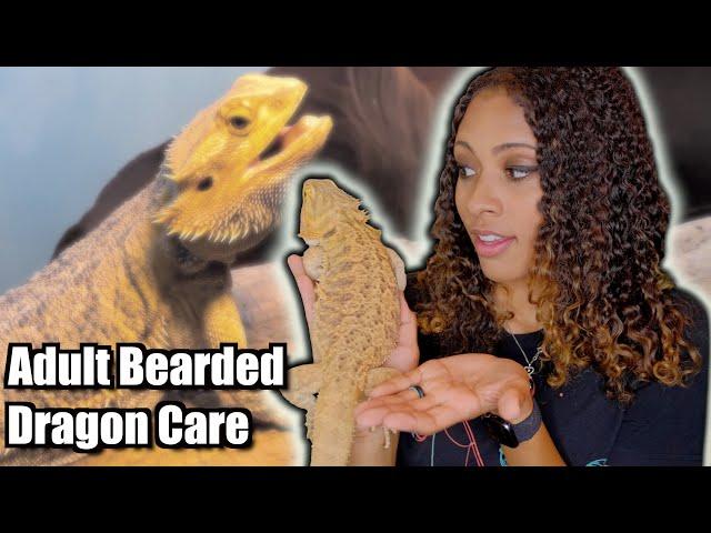 Adult Bearded Dragon Care Guide - 2021