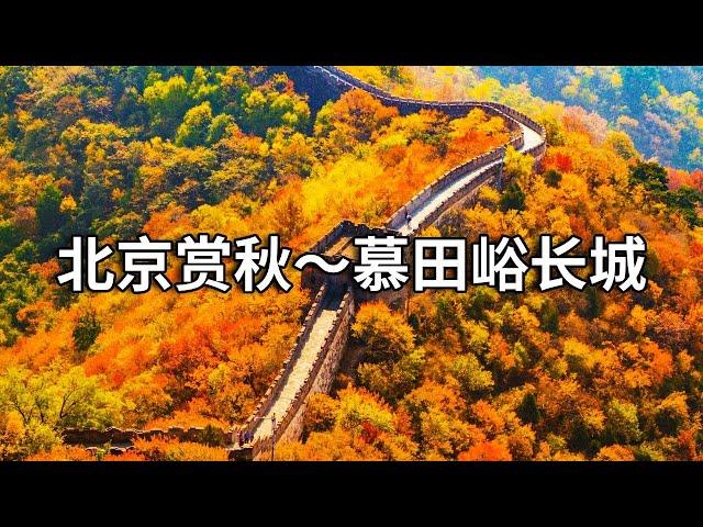 Beijing Appreciate Autumn ~ Mutianyu Great Wall is the red leaf season  everywhere is full of color