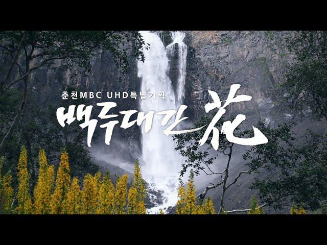 춘천MBC UHD 특집 다큐멘터리 '백두대간花'