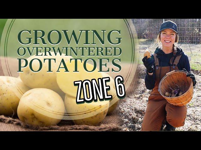 How to Grow Potatoes Over the Winter: Zone 6