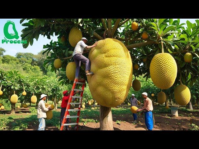 Amazing Thai Jackfruit Farm Harvests | How Thailand Grows and Prepares Street Food