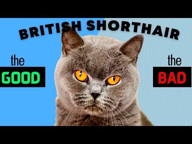 British Shorthair Cat PROS & CONS / Must Watch Before Getting One!