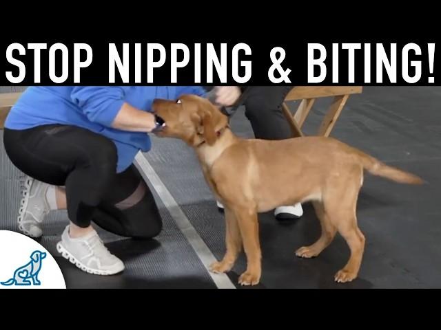 You're Making Your Puppy Nipping And Biting Worse!