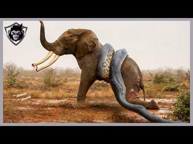 30 Crazy Moments! Stupid Python Hungry with the Wrong Rival, What Happens Next? P1| Animal Attacks