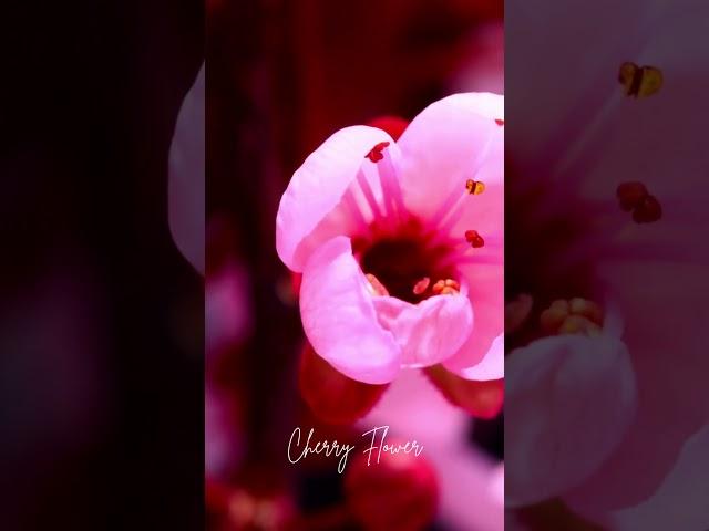 rose #music #sleep #relaxing #magic #beautiful #glow #meditation #the #dance #peaceful