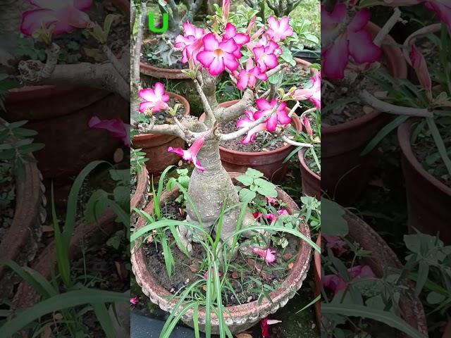 Adenium #shorts