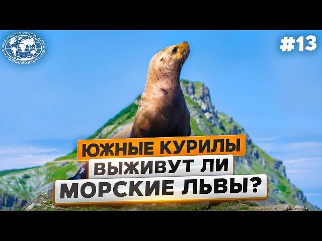 Южные Курилы: морские львы и сцинки | @Русское географическое общество