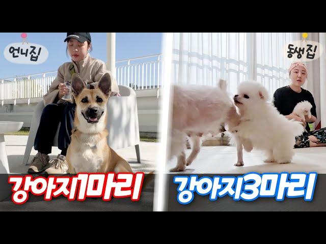 강아지 한마리 vs 세마리..! 뭐가 더 힘들까?