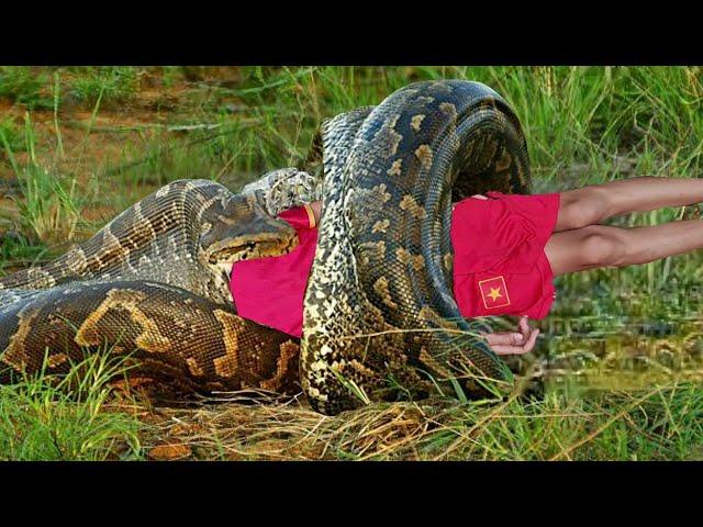 Harvesting Banana Goes to the market sell & Animal Care - Daily Life