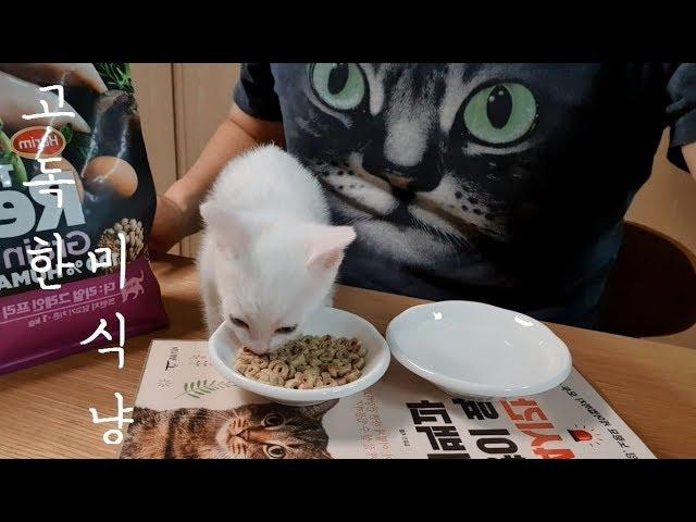 새끼 고양이 불린 사료 먹이는 방법 (건사료 먹기전 씹는 연습을 해요) cute kitten eating