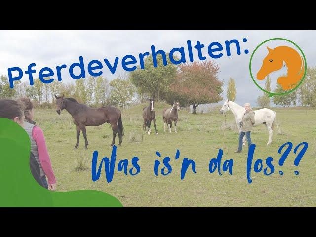 Pferdeverhalten: Konferenz mit Pferden