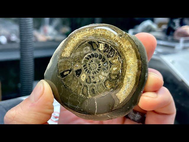 Polishing my first ammonite fossil.. how’d I do?!