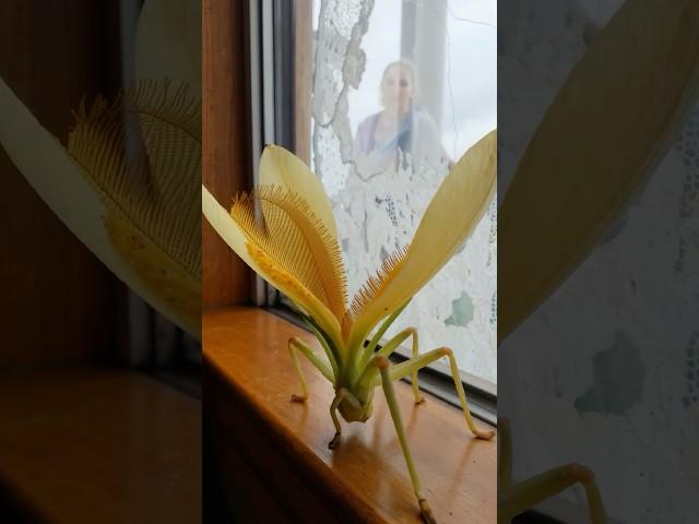 Florifugia monticola perform two-phase blooming ritual only under precise atmospheric conditions