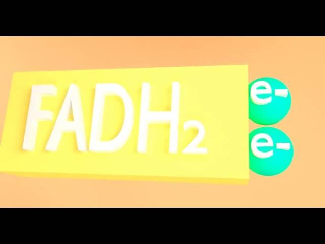 'FADH2'