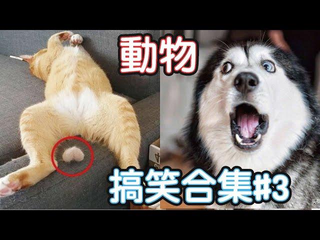 2022最搞笑的寵物影片笑到噴飯#3/Funny Animals Video/貓/狗/cat/dog/pet/